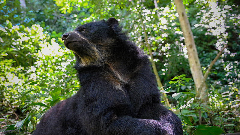 Senda Verde Sanctuary