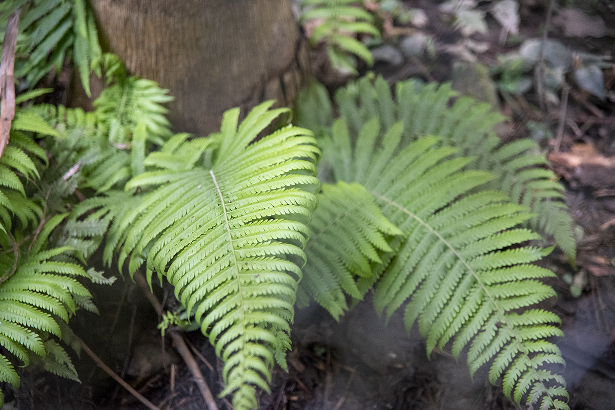 Senda Verde Rewilding