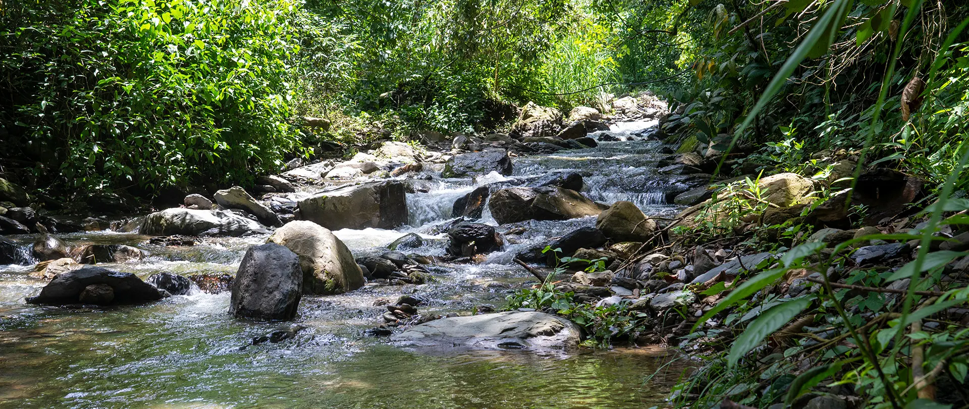 Senda verde Rewilding