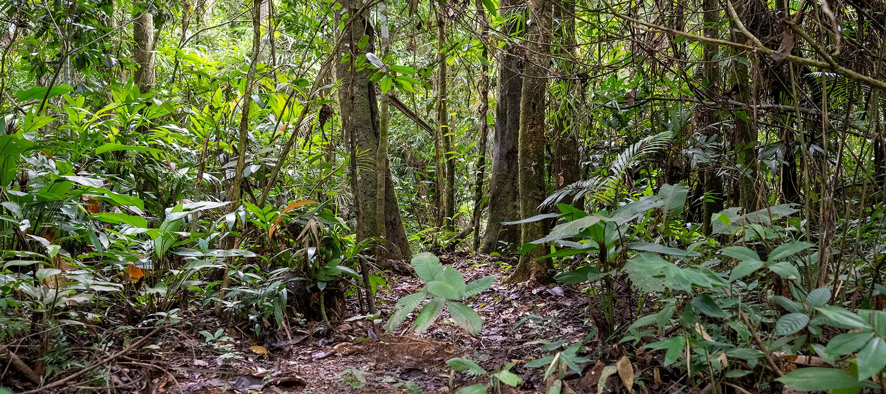 Senda Verde Rewilding