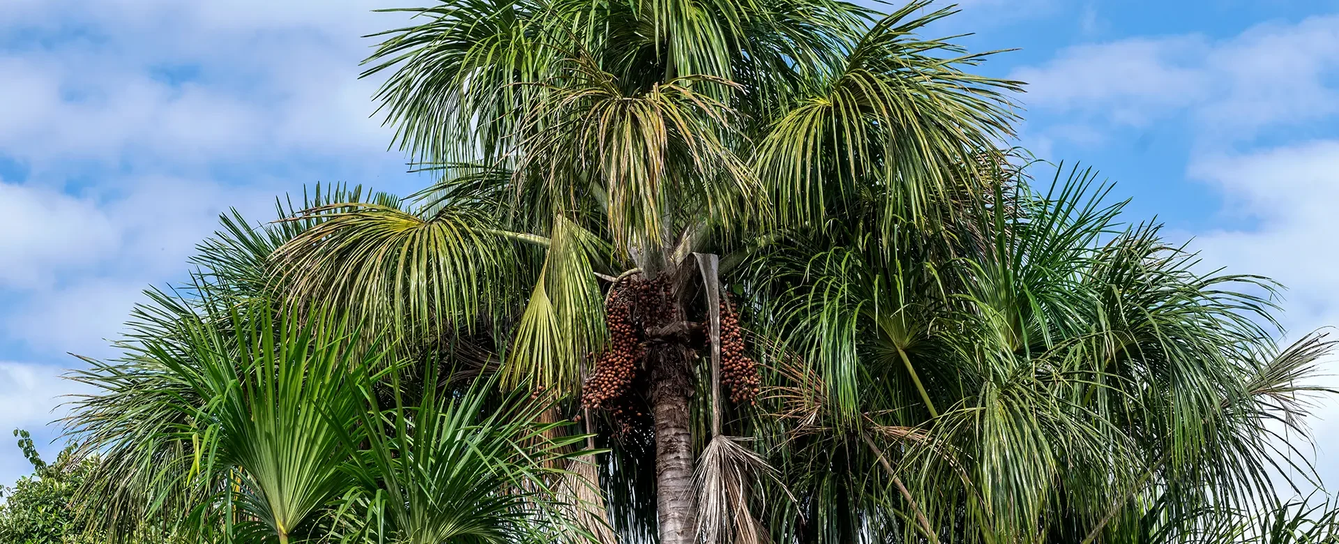 palmera real_DSC4260